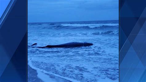 Juvenile sperm whale euthanized after stranding on North Carolina beach